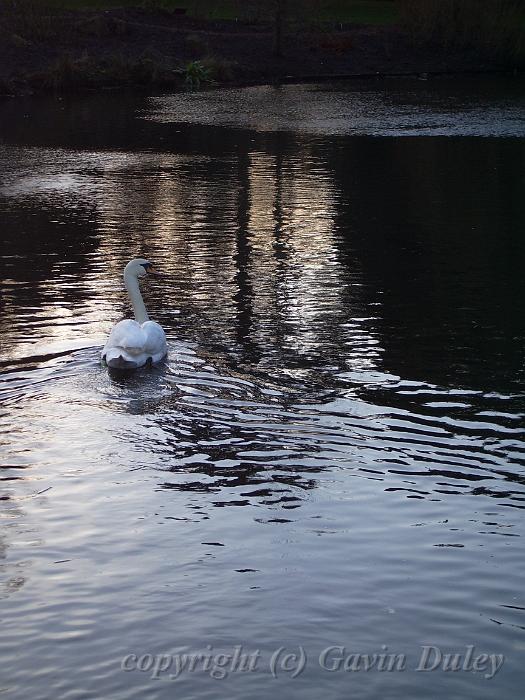 Swan, Royal Botanic Gardens Edinburgh IMGP6794.JPG